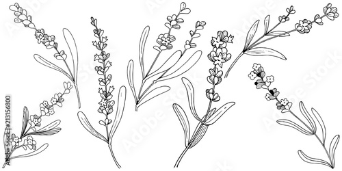 Flower lavender in a vector style isolated. Full name of the plant: lavender. Vector flower for background, texture, wrapper pattern, frame or border.