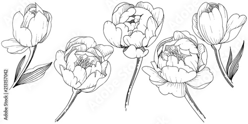 Wildflower peony in a vector style isolated. Full name of the plant: peony. Vector flower for background, texture, wrapper pattern, frame or border.