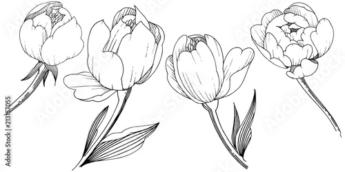 Wildflower peony in a vector style isolated. Full name of the plant: peony. Vector flower for background, texture, wrapper pattern, frame or border.