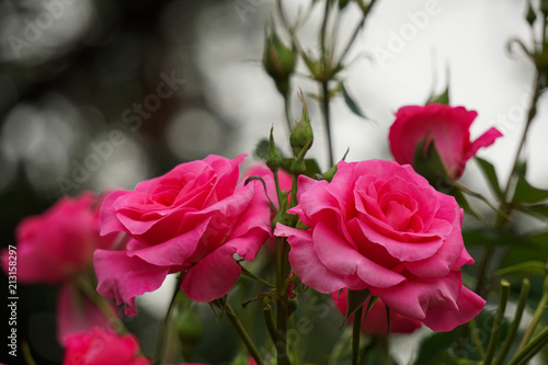 Beautiful pink roses on rainy day.                                           