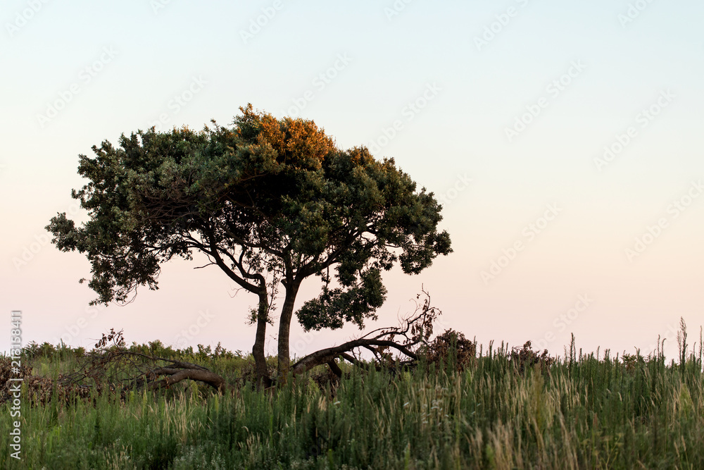 Obraz premium Isolated tree against sky at sunset
