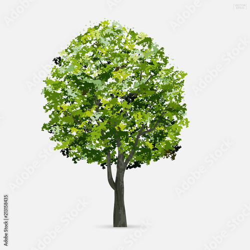 Tree isolated on white background with soft shadow. Use for landscape design  architectural decorative. Park and outdoor object idea for natural articles both on print and website. Vector.