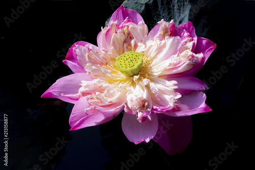 Close Up.Pink white lotus on blur backgroud.