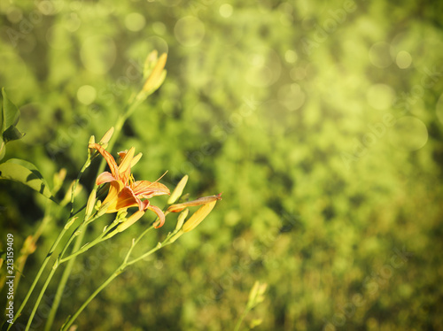 Beautiful orange lily flower. Nature flowers background