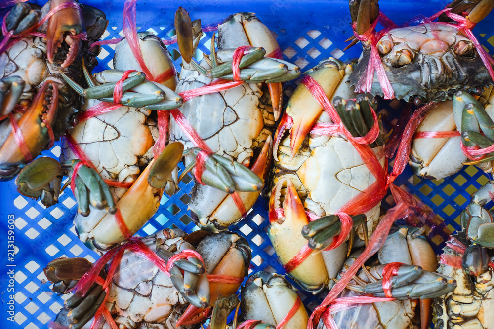 Many raw serrated mud crab tied with red rope in blue basket for cooking seafood. Many raw serrated mud crab tied with red rope in blue basket for cooking seafood.