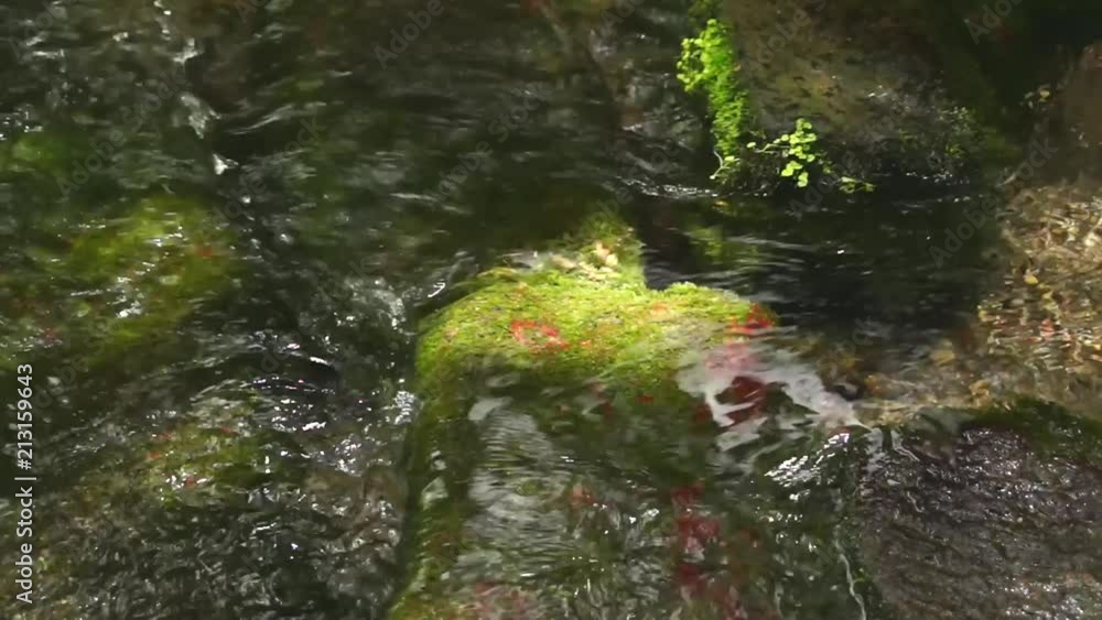 湧水が流れる小川 湧水が流れる小川