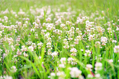 White flowers of clover in the evening, selective focus. Wildflowers. Nature background
