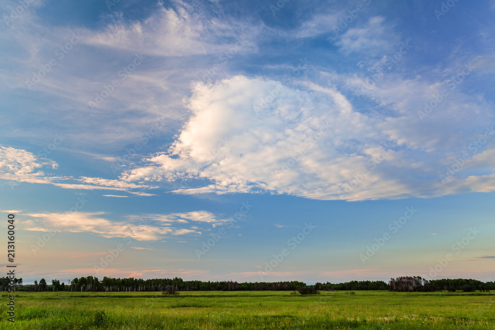 The field with green grass and a strip of forest with sky before sunset. Evening sky with white clouds with shades of pink.