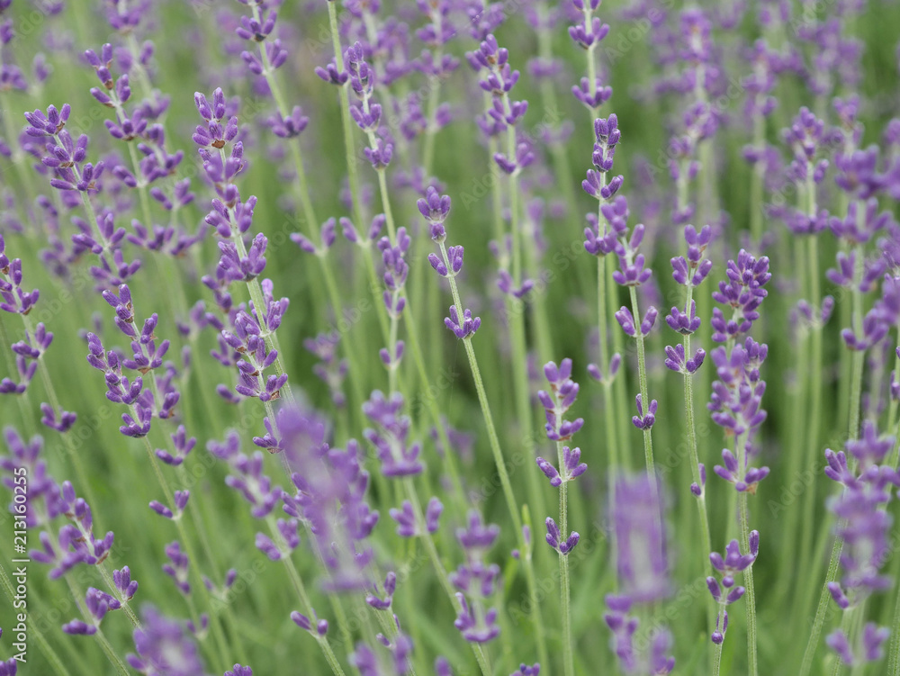 Naklejka premium ラベンダー