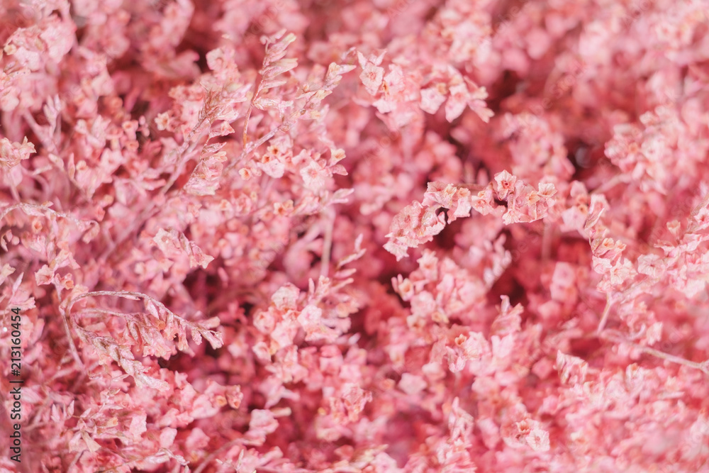 Pastel pink dry flower background. Pastel pink dry flower background.