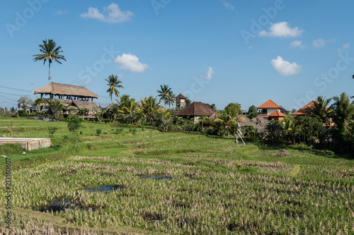Rice paddies outside Ubud in the heart of Bali in Indonesia. These area are being developped and many houses turn into cafer and guesthouse for travelers.