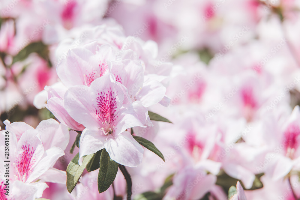 Fototapeta premium flower show 2017