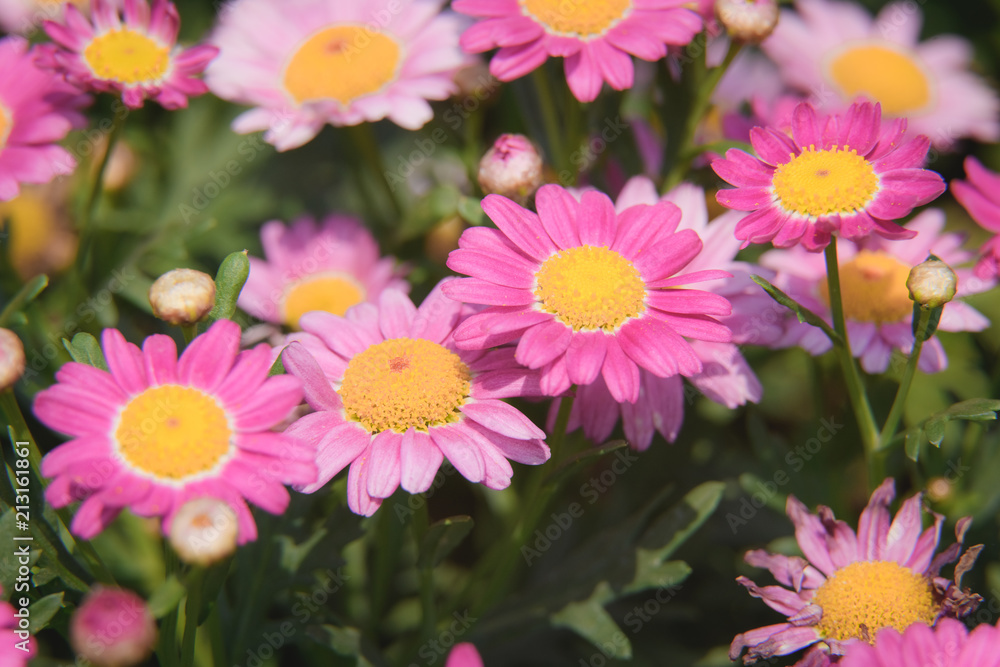 Fototapeta premium flower show 2017