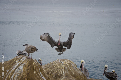 A big pelican landing on the rocks of the La Jolla cliffs.  photo