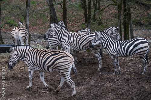Zebras in a group