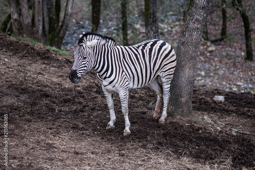 Zebra alone in a forest