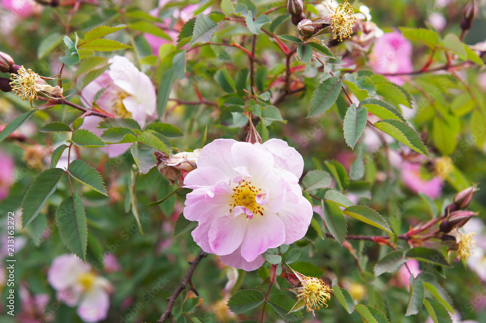 Fototapeta premium Rosa palustris lub róż bagienny różowe kwiaty