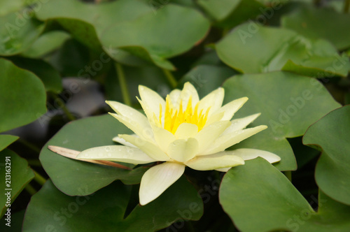 Yellow water lily flower head with green