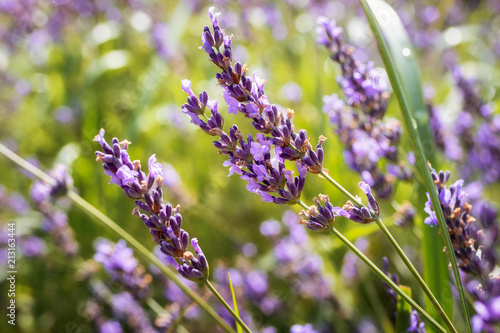 Fototapeta Naklejka Na Ścianę i Meble -  Lavender meadow swaying in the summer breeze
