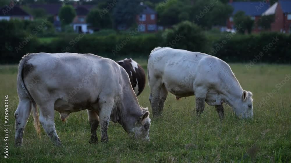 Two cows graze peacefully in english farm with trees and houses in the background Two cows graze peacefully in english farm with trees and houses in the background