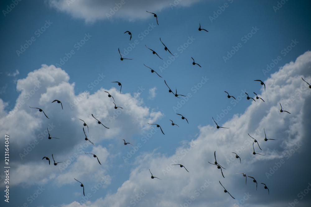 Obraz premium Birds Flying