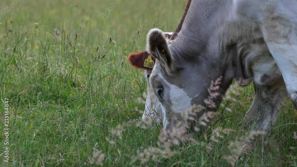 Brown and white cows grazing close up in tranquil field Brown and white cows grazing close up in tranquil field