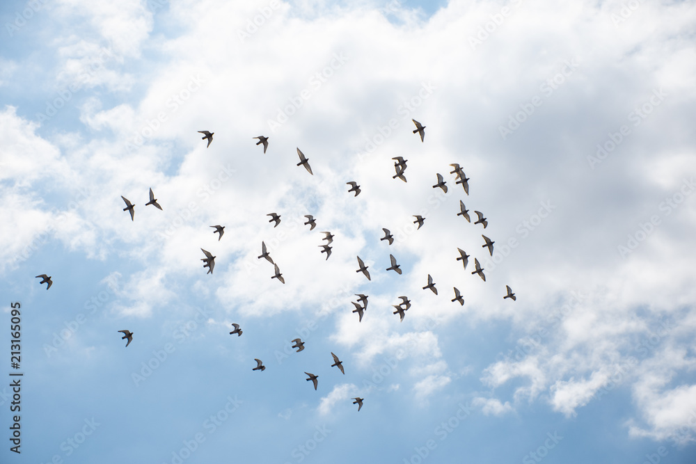Fototapeta premium Birds Flying