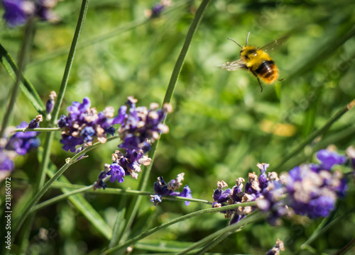 Valokuva Bee about to land on tiny flower