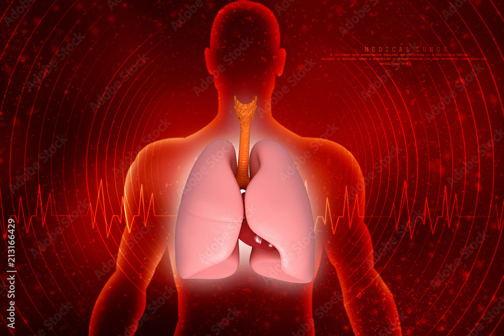 Healthy Human Lungs 3d illustration