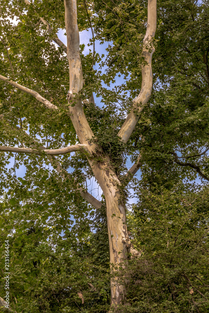 Tall Trees in Forest with Blue Skies