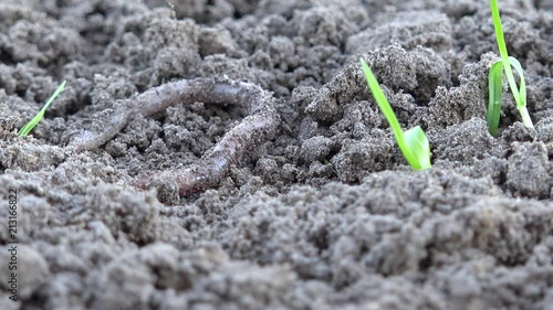 Earthworm crawls over the ground in the nature photo