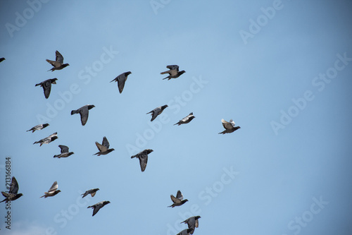 Birds Flying © Fernando Leon 