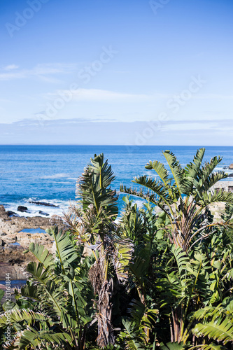 Banana Plants Ocean View