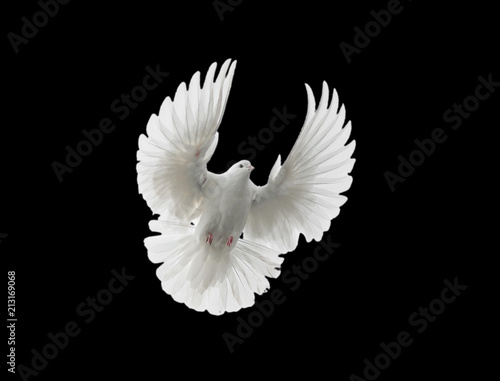 Fotografie, Obraz White dove flying