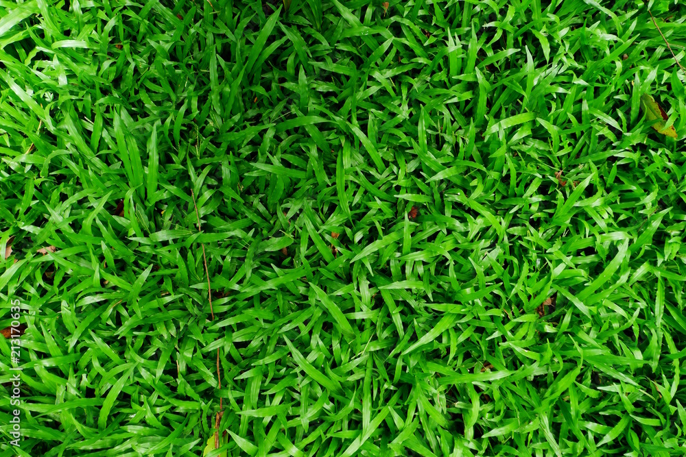 Grass background. Fresh lawn grass texture. Perfect green grass carpet. Grass backdrop for your design Grass background. Fresh lawn grass texture. Perfect green grass carpet. Grass backdrop for your design
