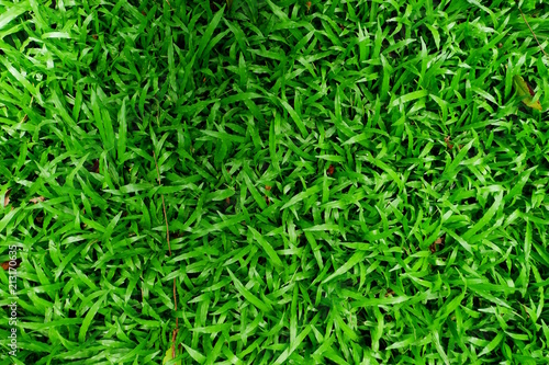 Grass background. Fresh lawn grass texture. Perfect green grass carpet. Grass backdrop for your design