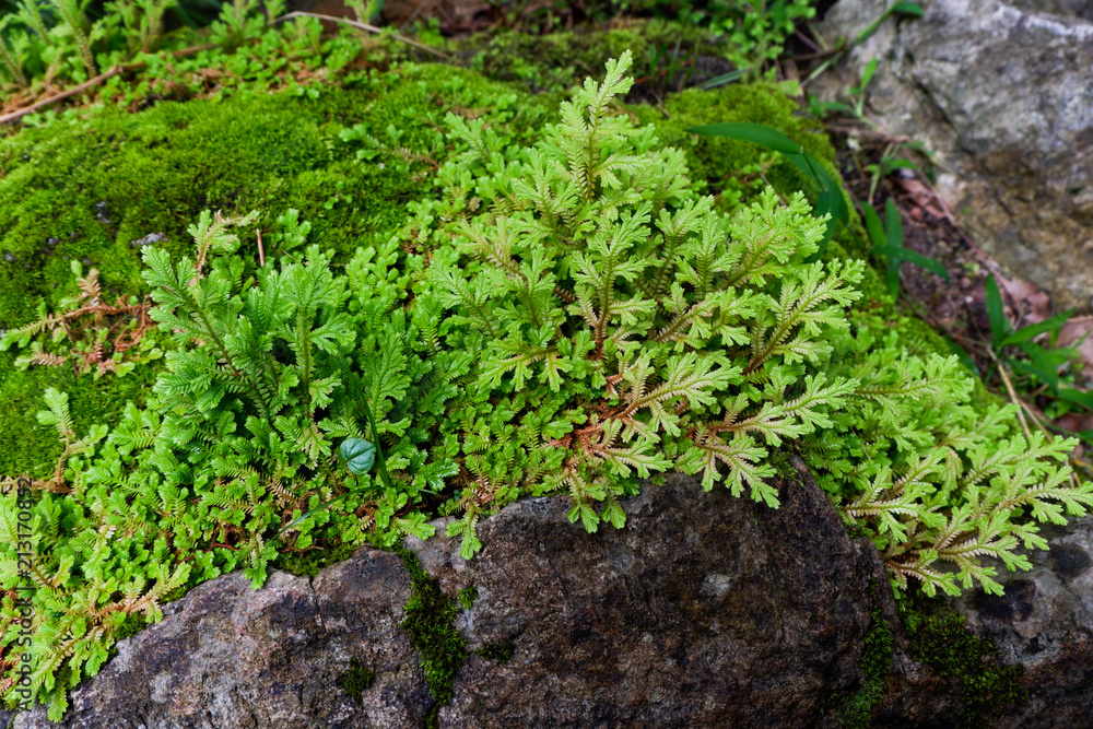 Close-up of Freshness Selaginella involvens fern, small fern leaves growing in the rain forest