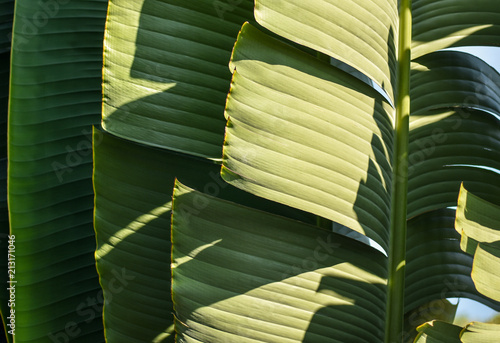Natural background from traveler's palm  fan shape leaves subjected to morning light. Selective focus.