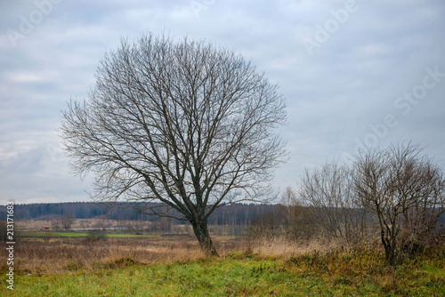 Spreading tree without leaves in late autumn. Autumn landscape.