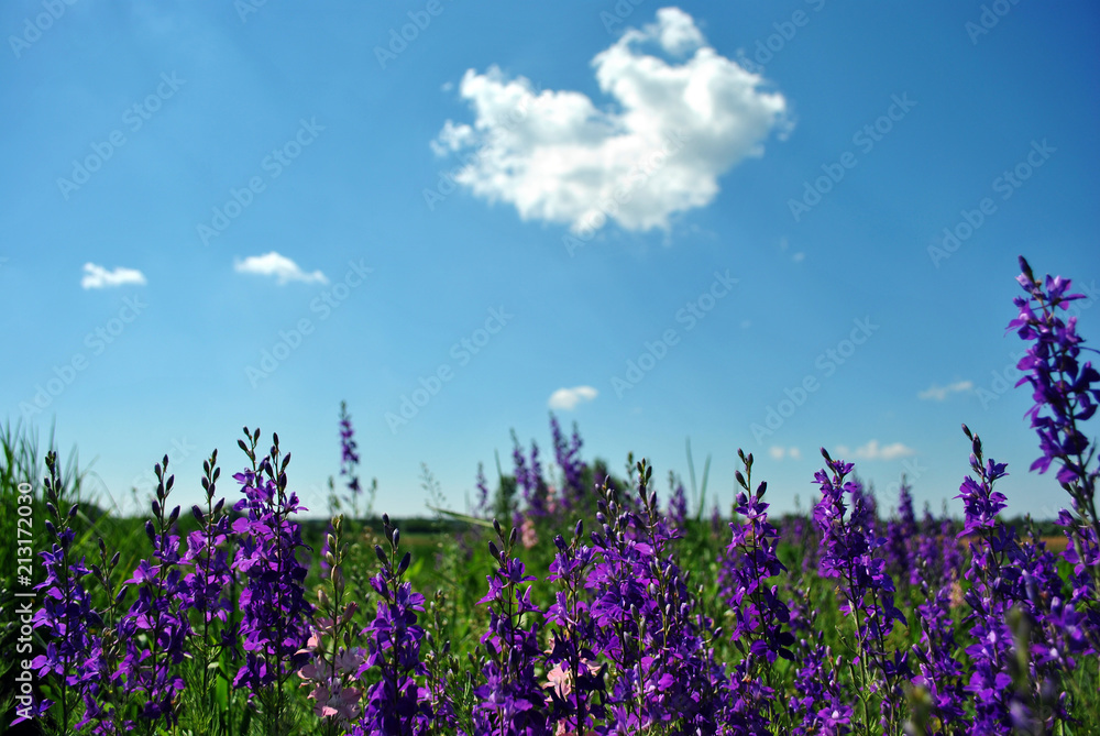Purple flowers blooming on glade, bright blue cloudy sky