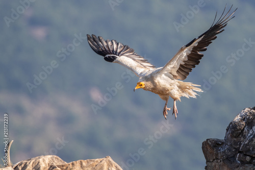 Принти на полотні Egyptian vulture - Neophron percnopterus