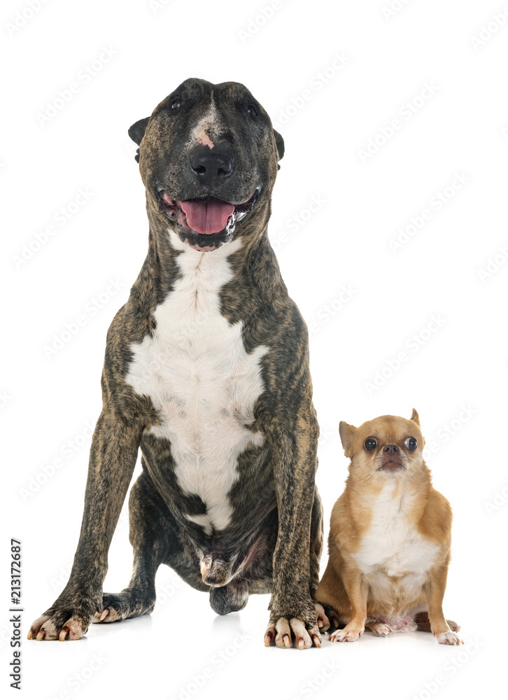 bull terrier and chihuahua bull terrier and chihuahua
