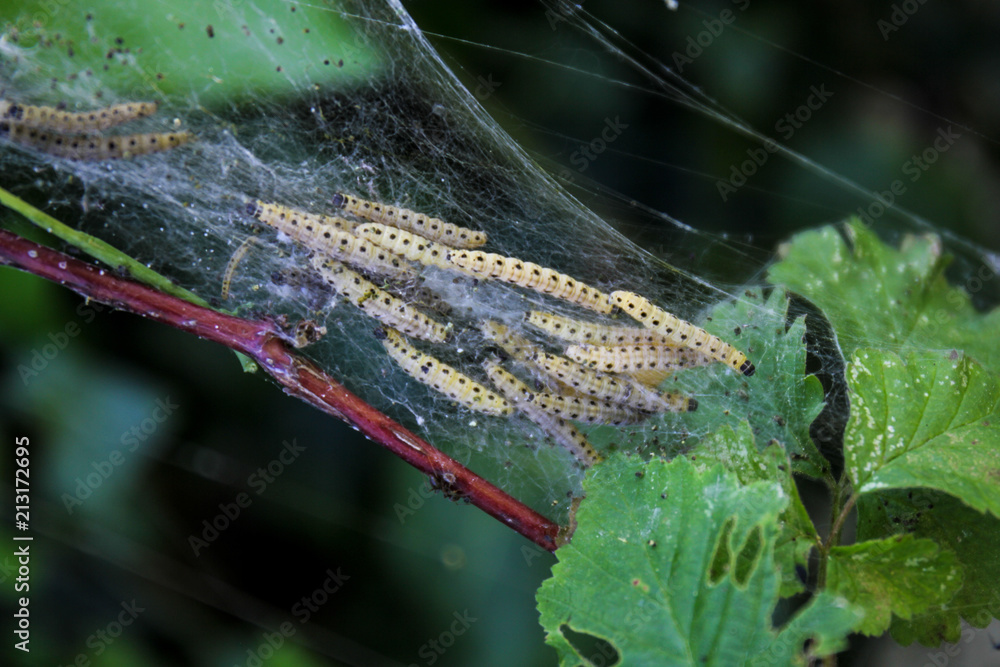 Larvae of Ermine moths (Yponomeutidae) form communal webs on trees. Ermine moths are minor pests