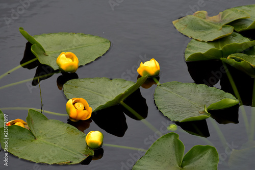 Yellow Pondlily (Nuphar lutea) photo