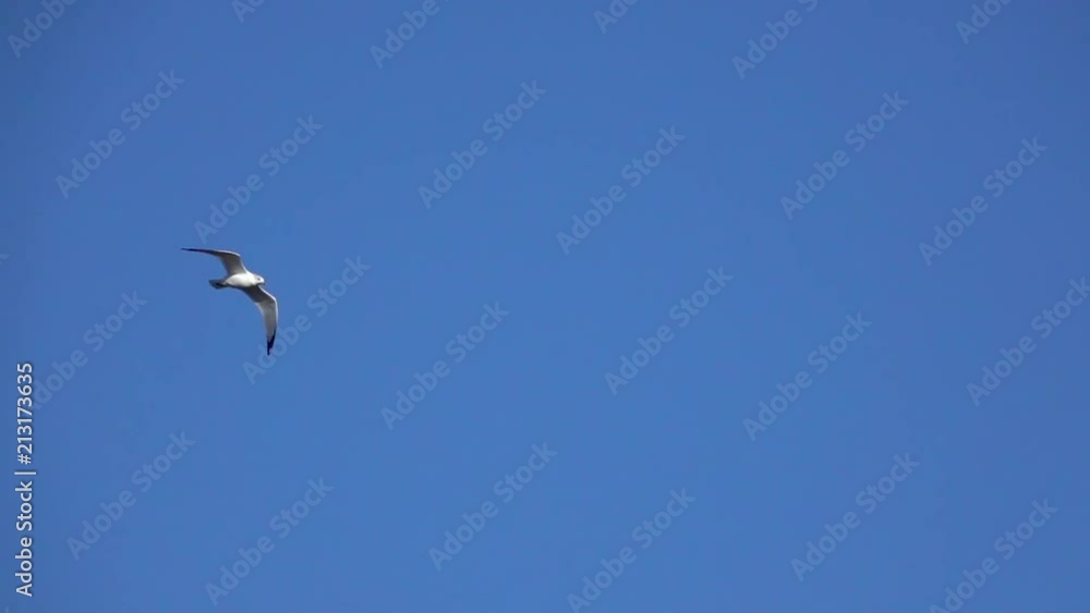Slow motion of seagull flying across blue sky. Slow motion of seagull flying across blue sky.