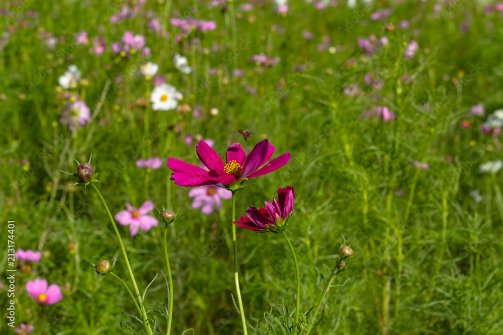 Cosmos bipinnatus in garden at Chiyaphum in Thailand.