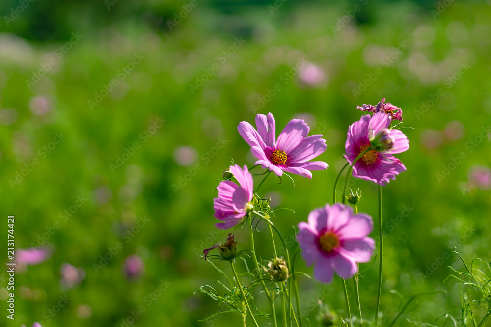 Cosmos bipinnatus in garden at Chiyaphum in Thailand. Cosmos bipinnatus in garden at Chiyaphum in Thailand.