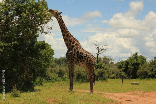 Canvas Print giraffe