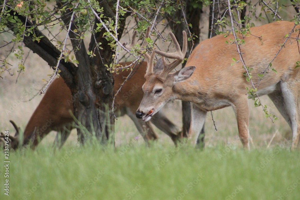 Red Bucks 8 Red Bucks 8