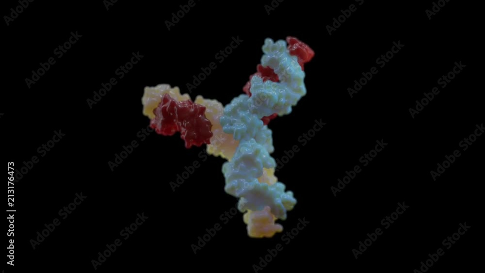Antibodies to cell cyclic rotation with an alpha channel Antibodies to cell cyclic rotation with an alpha channel